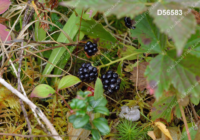 Northern Dewberry (Rubus flagellaris)